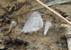 Celastrina echo gozora