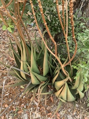 Aloe lutescens