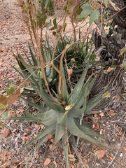 Aloe lutescens