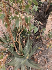 Aloe lutescens