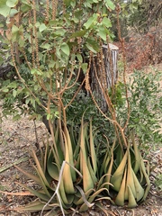 Aloe lutescens