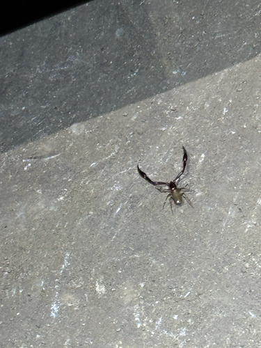 Great Basin Cave Pseudoscorpion