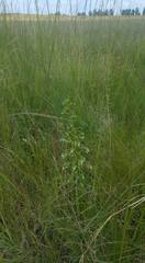 Habenaria schimperiana