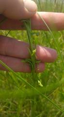 Habenaria filicornis