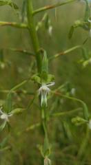 Habenaria schimperiana