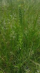 Habenaria schimperiana