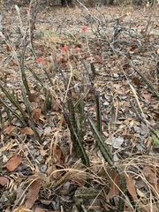 Kleinia stapeliiformis