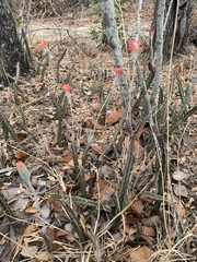 Kleinia stapeliiformis