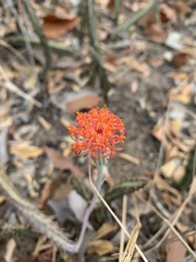 Kleinia stapeliiformis