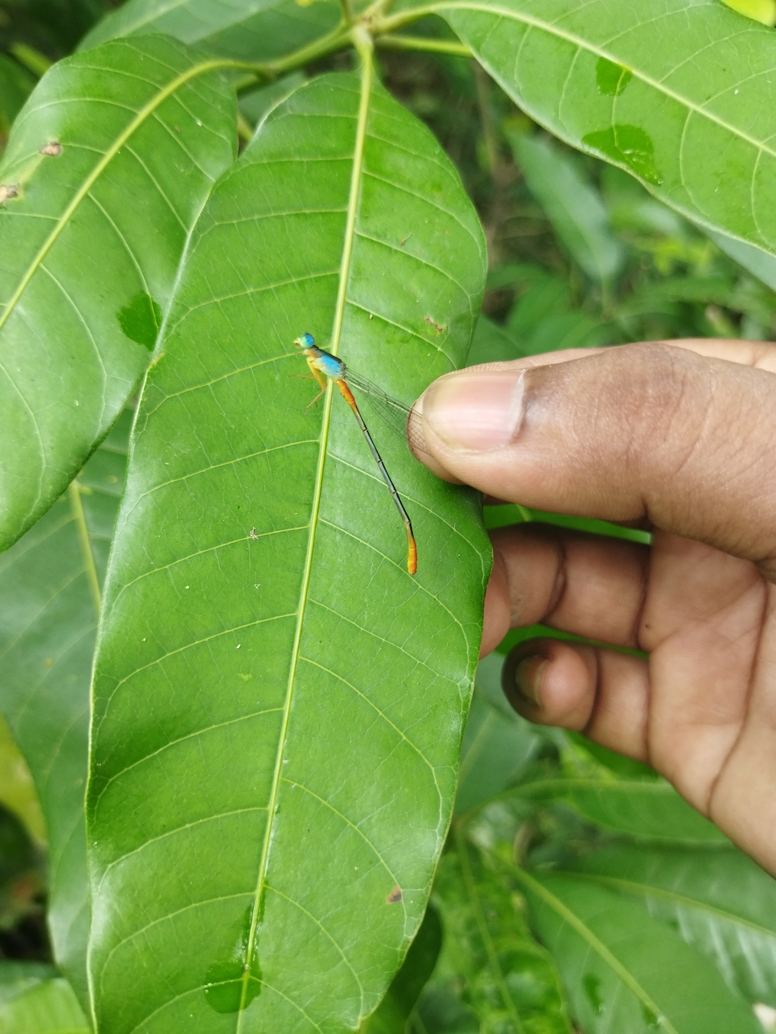 Orange-Tailed Marsh Dart