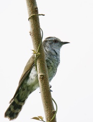 Chrysococcyx minutillus