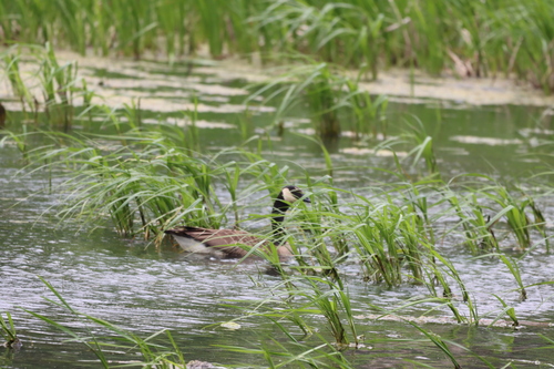 Canada Goose photographed in Iowa