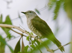 Chrysococcyx minutillus