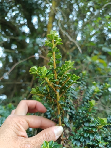 Myrsine dependens, photograph 4