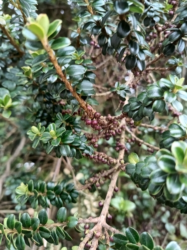 Myrsine dependens, photograph 6