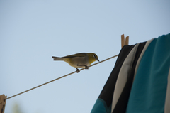 Zosterops lateralis chlorocephalus