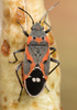 Small Milkweed Bug - Photo no rights reserved, uploaded by Jesse Rorabaugh