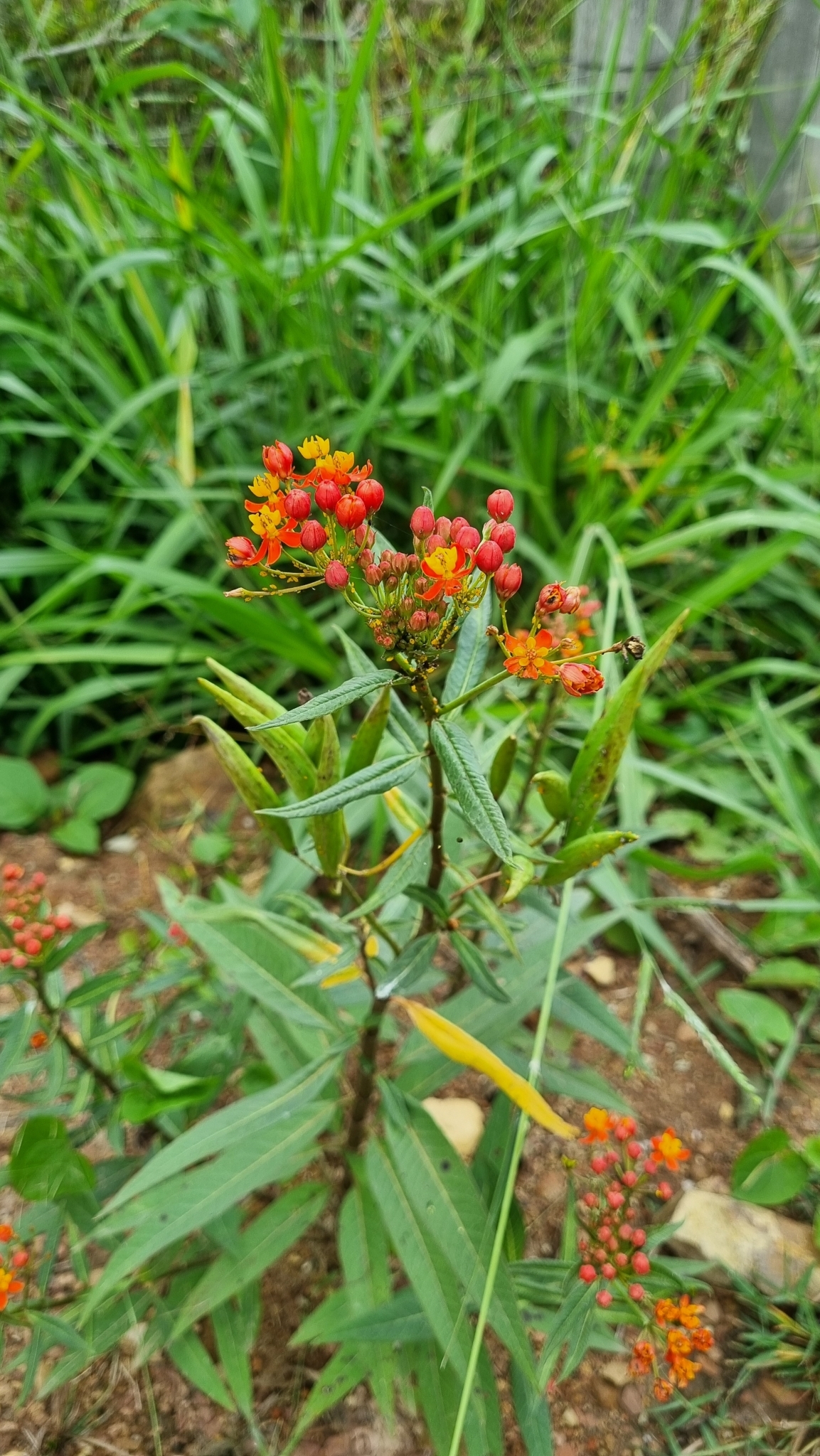Asclepias curassavica