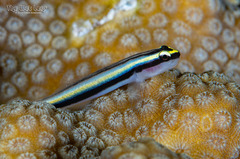 Cayman Cleaner Goby photo 5