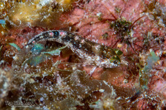 Imitator Blenny photo 3