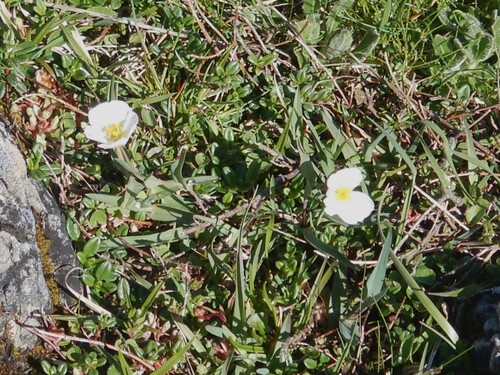 Ranunculus amplexicaulis, photograph 5