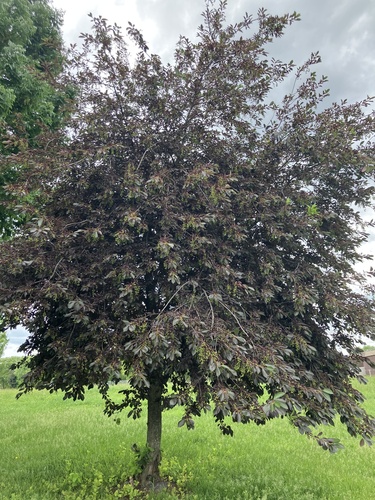 Prunus cerasifera iNat (1)