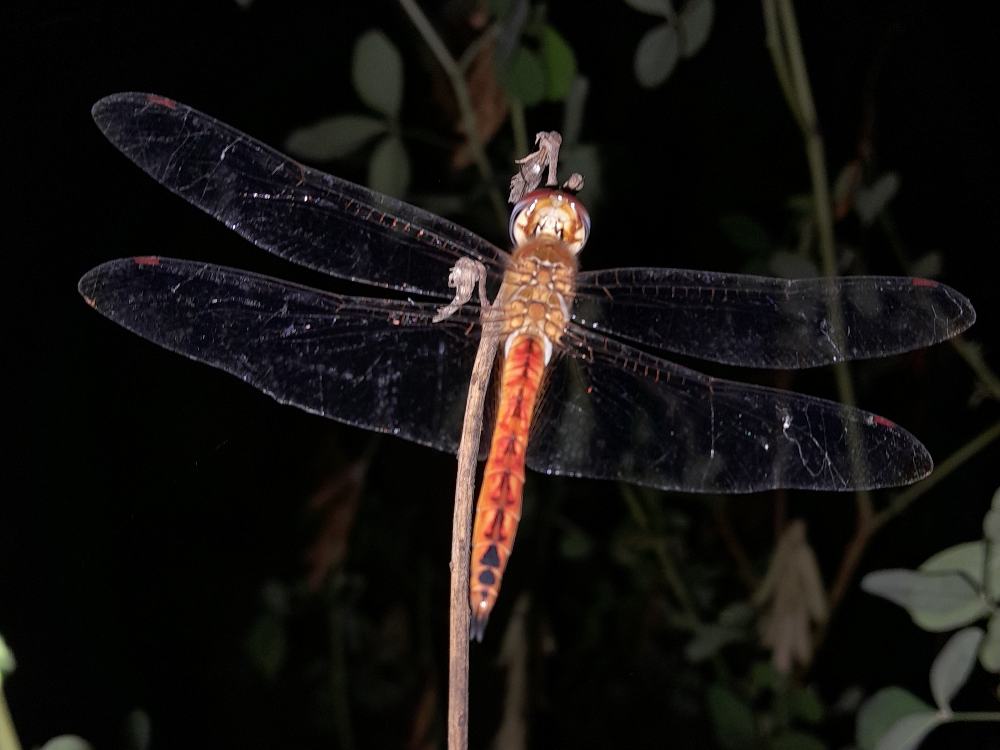 Globe Skimmer