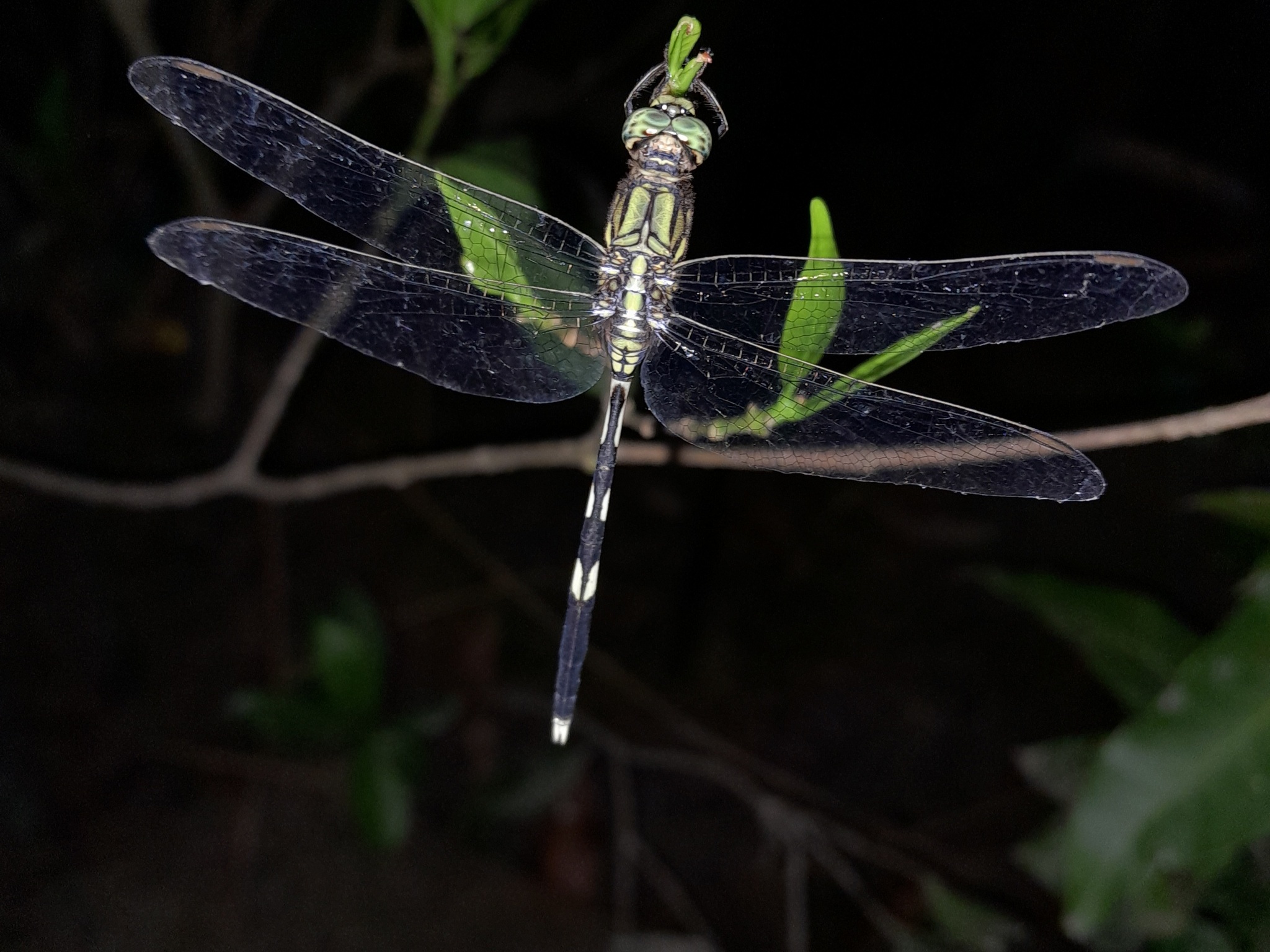 Slender Skimmer