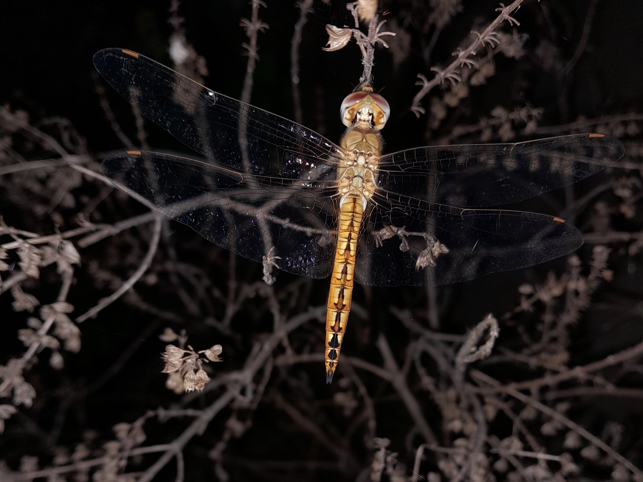 Globe Skimmer
