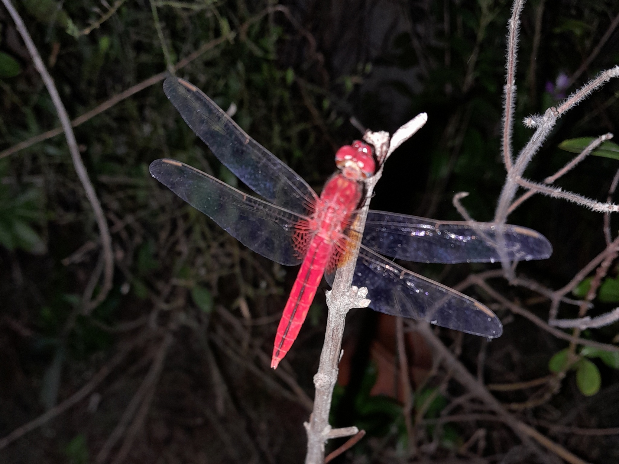 Scarlet Skimmer