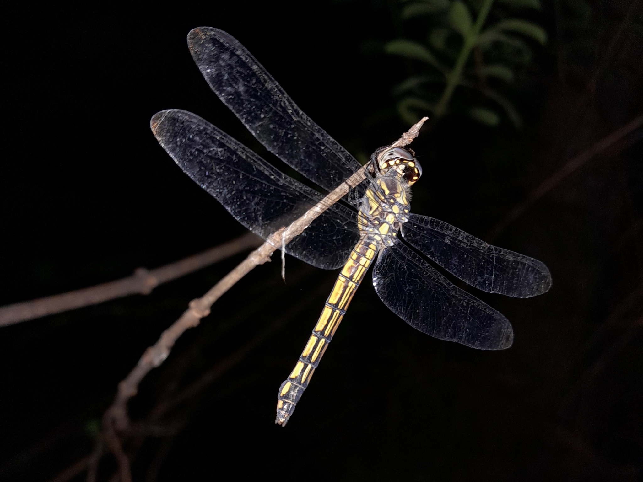 Yellow-Tailed Ashy Skimmer