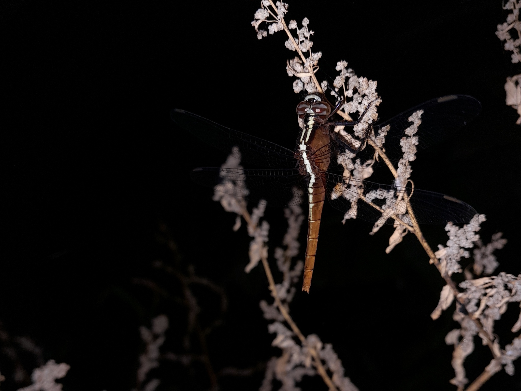 Rufous Marsh Glider