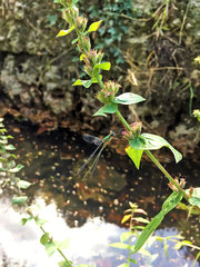 Chalcolestes viridis