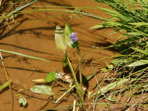 Pickerelweed (Pontederia cordata)