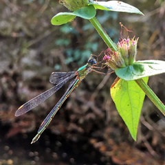 Chalcolestes viridis