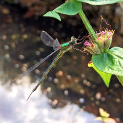 Chalcolestes viridis