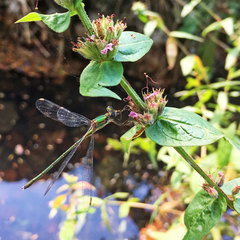 Chalcolestes viridis