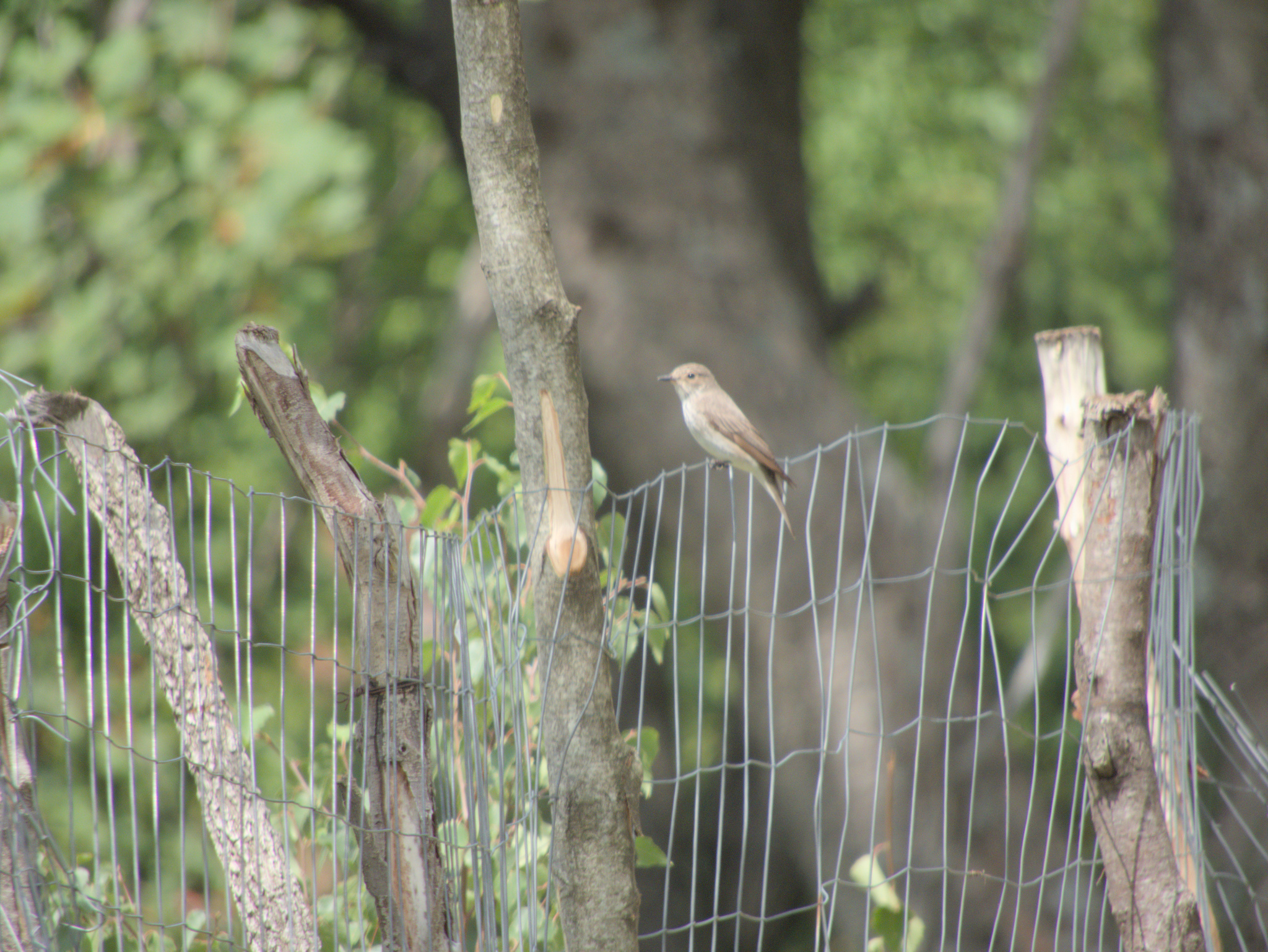 Spotted Flycatcher