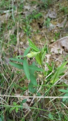 Crotalaria sagittalis