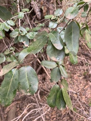 Apodytes dimidiata dimidiata