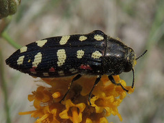 Acmaeodera gibbula