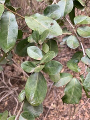 Apodytes dimidiata dimidiata