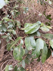 Apodytes dimidiata dimidiata