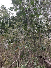 Apodytes dimidiata dimidiata