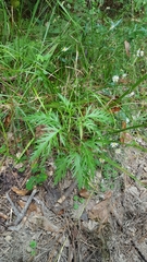 Eupatorium × pinnatifidum
