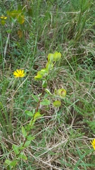 Hypericum crux-andreae