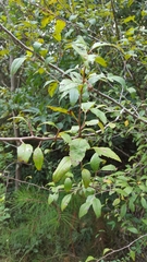 Malus angustifolia
