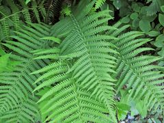 Oreopteris quelpartensis