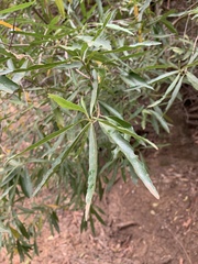 Nuxia oppositifolia