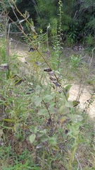 Eupatorium rotundifolium